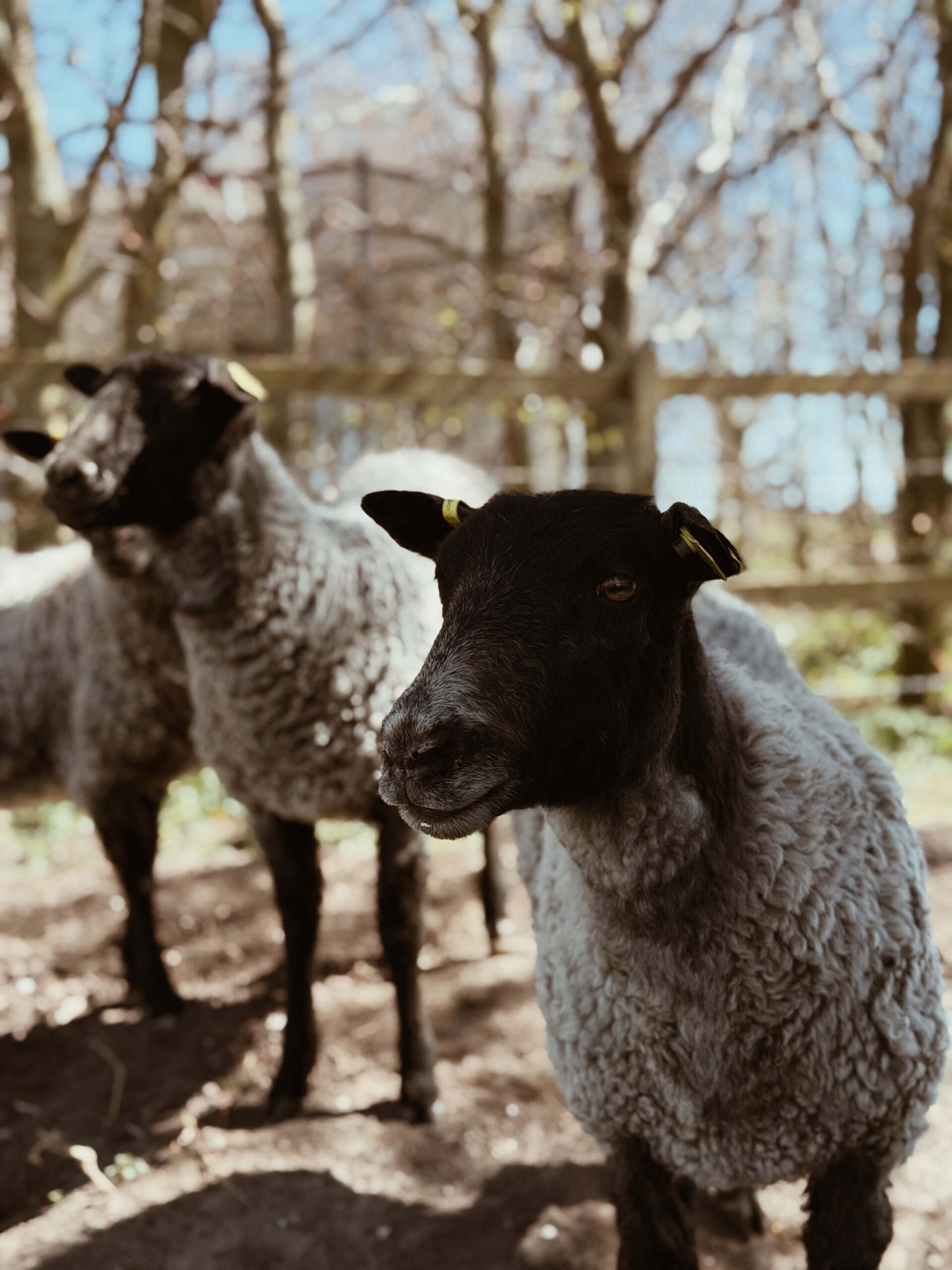 Processed with VSCO with a4 preset
